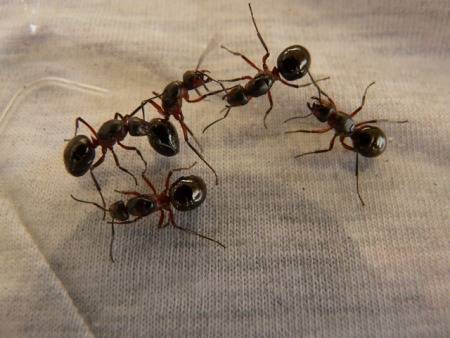 vacuuming-ants