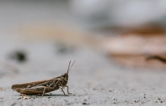 how-to-get-rid-of-crickets-in-basement